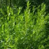 French Tarragon Plants Set 4 Plants- 4 Inch Pot Sweet Herb - Artemisia Dracunculus Indoor Outdoor
