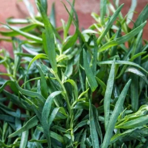 French Tarragon Plants Set 4 Plants- 4 Inch Pot Sweet Herb - Artemisia Dracunculus Indoor Outdoor