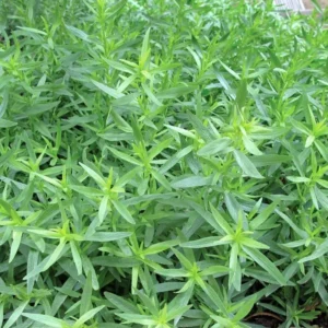 French Tarragon Plants Set 4 Plants- 4 Inch Pot Sweet Herb - Artemisia Dracunculus Indoor Outdoor