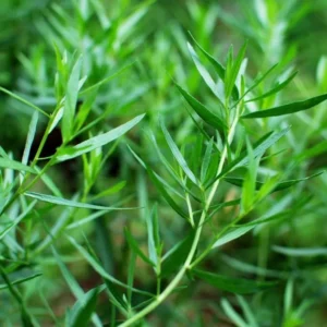 French Tarragon Plants Set 4 Plants- 4 Inch Pot Sweet Herb - Artemisia Dracunculus Indoor Outdoor