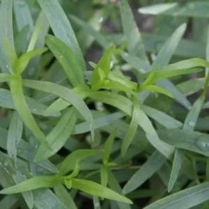 French Tarragon Plants Set 4 Plants- 4 Inch Pot Sweet Herb - Artemisia Dracunculus Indoor Outdoor