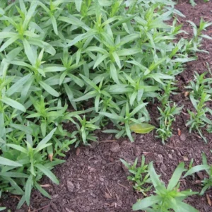 French Tarragon Plants Set 4 Plants- 4 Inch Pot Sweet Herb - Artemisia Dracunculus Indoor Outdoor