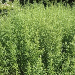 French Tarragon Plants Set 4 Plants- 4 Inch Pot Sweet Herb - Artemisia Dracunculus Indoor Outdoor