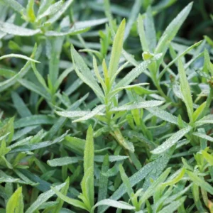 French Tarragon Plants Set 4 Plants- 4 Inch Pot Sweet Herb - Artemisia Dracunculus Indoor Outdoor
