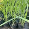 Fresh Lemongrass Stalks Cymbopogon Citratus - 8 Stalks - 6-8 Inch Tall - Bug Repellent Herb