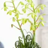 Frizzle Sizzle Plant - Rare Albuca Succulent - 2.5" Pot - Unique Houseplant