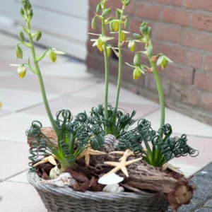 Frizzle Sizzle Plant - Rare Albuca Succulent - 2.5" Pot - Unique Houseplant