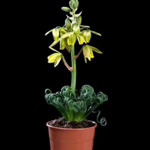 Frizzle Sizzle Plant - Rare Albuca Succulent - 2.5