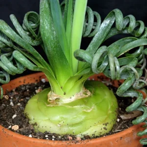 Frizzle Sizzle Plant - Rare Albuca Succulent - 2.5