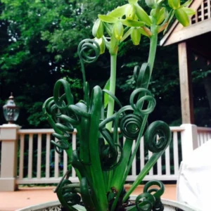 Frizzle Sizzle Plant - Rare Albuca Succulent - 2.5