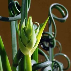 Frizzle Sizzle Plant - Rare Albuca Succulent - 2.5