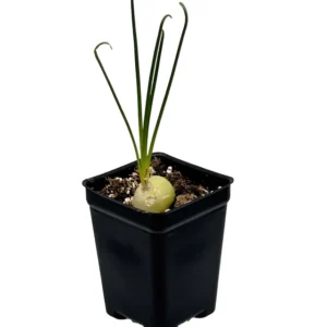 Frizzle Sizzle Plant - Rare Albuca Succulent - 2.5