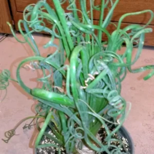Frizzle Sizzle Plant - Rare Albuca Succulent - 2.5
