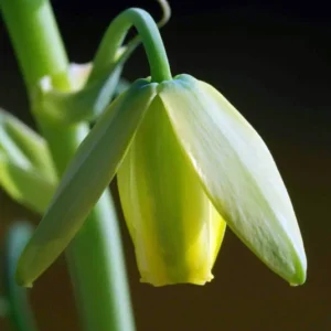 Frizzle Sizzle Plant - Rare Albuca Succulent - 2.5