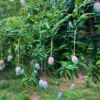 Fruit Punch Mango Tree - Tropical Fruit Tree - 3 Gallon Pot - Grafted Mango Tree