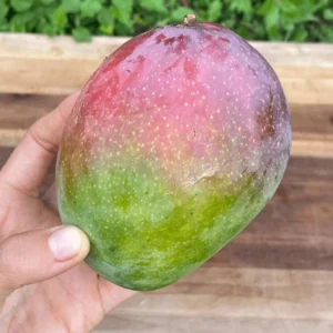 Fruit Punch Mango Tree - Tropical Fruit Tree - 3 Gallon Pot - Grafted Mango Tree