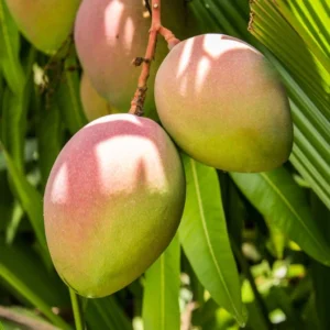 Fruit Punch Mango Tree - Tropical Fruit Tree - 3 Gallon Pot - Grafted Mango Tree