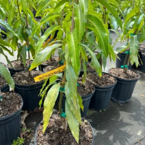 Fruit Punch Mango Tree - Tropical Fruit Tree - 3 Gallon Pot - Grafted Mango Tree