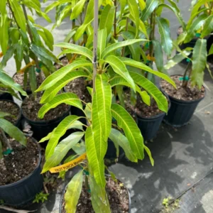 Fruit Punch Mango Tree - Tropical Fruit Tree - 3 Gallon Pot - Grafted Mango Tree