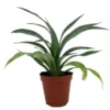 Fruiting Pineapple Plant - Ananas comosus - 2 Inch Pot - Tropical Fruit Plant