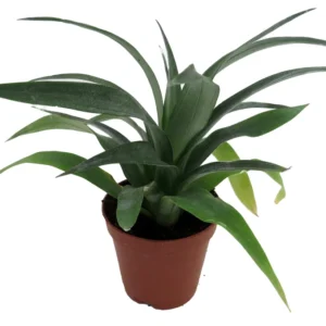 Fruiting Pineapple Plant - Ananas comosus - 2 Inch Pot - Tropical Fruit Plant