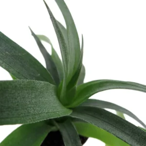 Fruiting Pineapple Plant - Ananas comosus - 2 Inch Pot - Tropical Fruit Plant