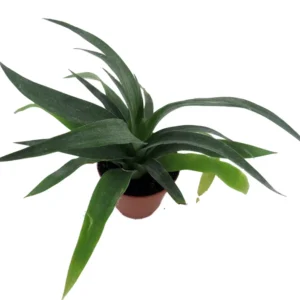 Fruiting Pineapple Plant - Ananas comosus - 2 Inch Pot - Tropical Fruit Plant