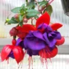 Fuchsia Plant Live Pink Purple Flower, 3-6 Inches, Indoor Plant