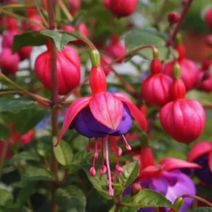 Fuchsia Plant Live Pink Purple Flower, 3-6 Inches, Indoor Plant