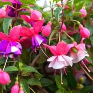 Fuchsia Plant Live Pink Purple Flower, 3-6 Inches, Indoor Plant