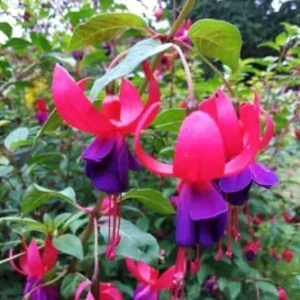 Fuchsia Plant Live Pink Purple Flower, 3-6 Inches, Indoor Plant
