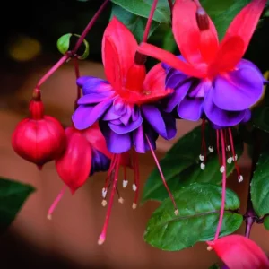 Fuchsia Plant Live Pink Purple Flower, 3-6 Inches, Indoor Plant