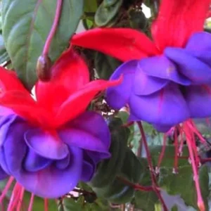 Fuchsia Plant Live Pink Purple Flower, 3-6 Inches, Indoor Plant
