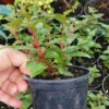 Fuchsia Plants Live - 2 Pack Red White Flower Plant 3-5 Inches Tall Garden Ready