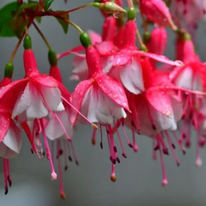 Fuchsia Plants Live - 2 Pack Red White Flower Plant 3-5 Inches Tall Garden Ready