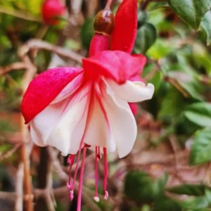 Fuchsia Plants Live - 2 Pack Red White Flower Plant 3-5 Inches Tall Garden Ready