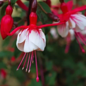 Fuchsia Plants Live - 2 Pack Red White Flower Plant 3-5 Inches Tall Garden Ready