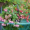 Fuchsia Plants Live - 2 Pack Red and White Flowering Plants 3-6 Inches Tall
