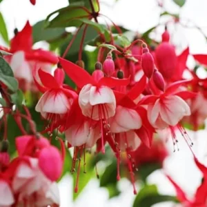 Fuchsia Plants Live - 2 Pack Red and White Flowering Plants 3-6 Inches Tall