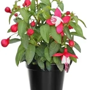 Fuchsia Plants Live - 2 Pack Red and White Flowering Plants 3-6 Inches Tall