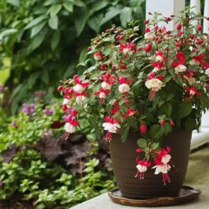Fuchsia Plants Live - 2 Pack Red and White Flowering Plants 3-6 Inches Tall