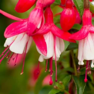 Fuchsia Plants Live - 2 Pack Red and White Flowering Plants 3-6 Inches Tall