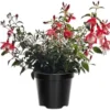 Fuchsia Plants Live - 4 Pack Red White Flower Plants 4-6 Inches Tall Potted