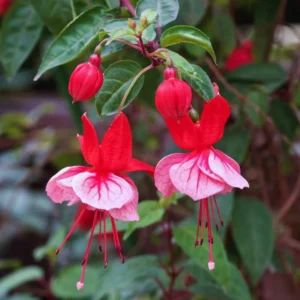 Fuchsia Plants Live Pack (2) - Pink & White Flowers, 3-5 Inches Tall - Outdoor/Indoor