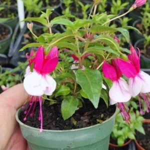 Fuchsia Plants Live Pack (2) - Pink & White Flowers, 3-5 Inches Tall - Outdoor/Indoor