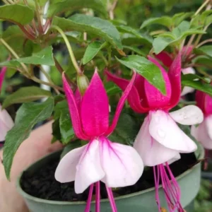 Fuchsia Plants Live Pack (2) - Pink & White Flowers, 3-5 Inches Tall - Outdoor/Indoor