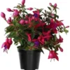 Fuchsia Plants Live Set - 4 Purple Flower Plants - 4-6 Inches Tall - Potted