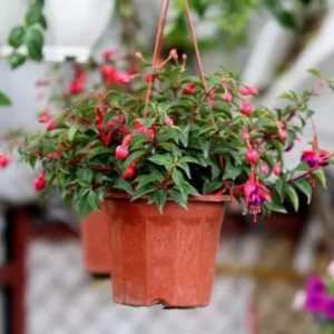 Fuchsia Plants Live Set - 4 Purple Flower Plants - 4-6 Inches Tall - Potted