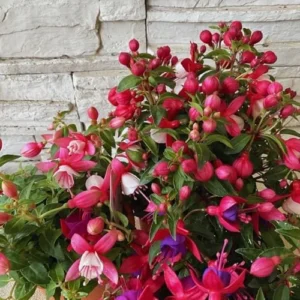 Fuchsia Plants Live Set - 4 Purple Flower Plants - 4-6 Inches Tall - Potted