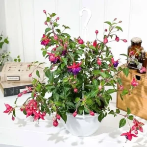 Fuchsia Plants Live Set - 4 Purple Flower Plants - 4-6 Inches Tall - Potted